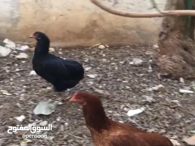 جاج وديك وبط
