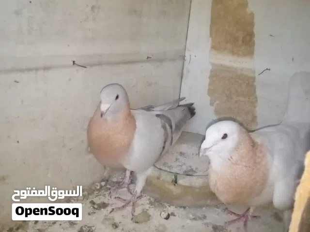 جوز سكري و ريحاني شغالات