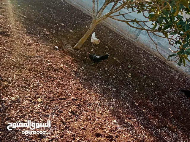 دجاج بلدي بندوق فيومي
