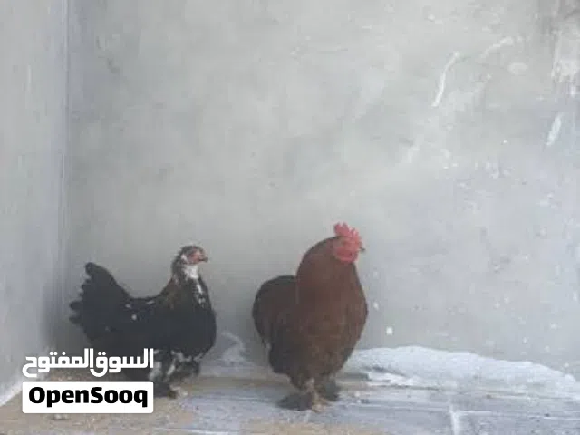 هجين استرالي