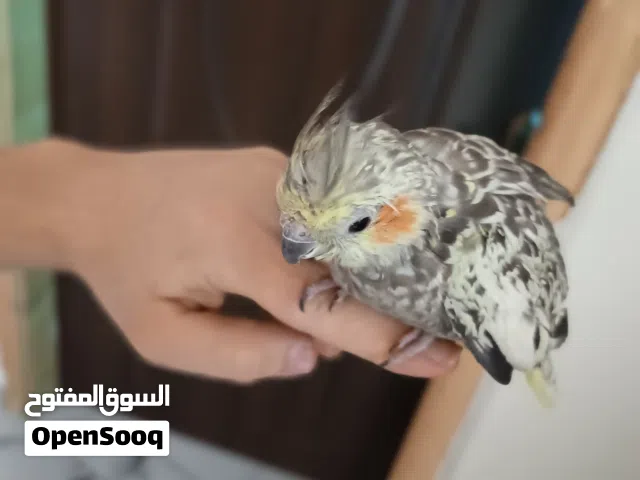 متاح طير كوكتيل اليف للبيع