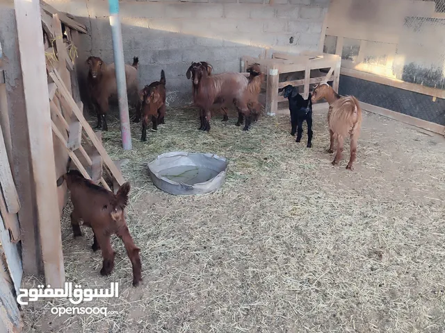 للبيع هوايش عمانيات بالجملة