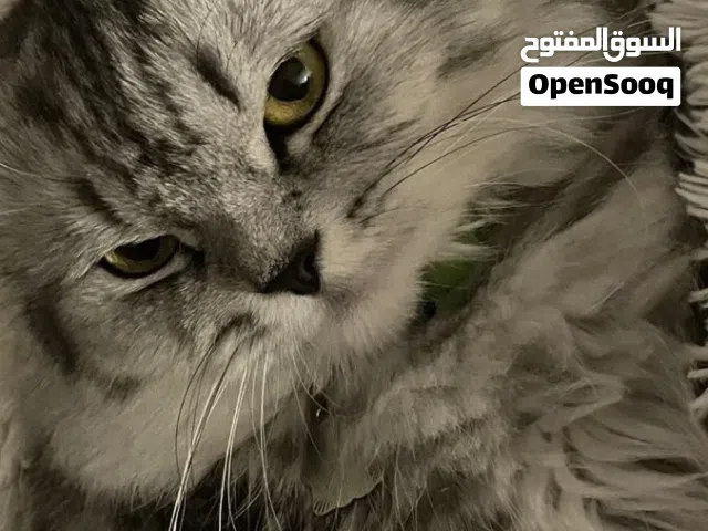 قط فارسي للتبنّي – معقّم ومكمّل تطعيماته