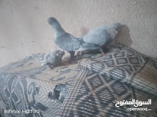 الصلاه عالنبي جوز قراقطه مع فرخ