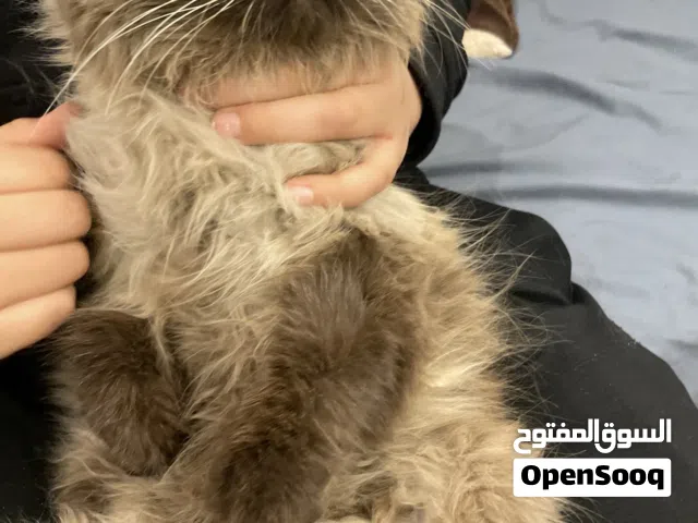 قطه همالايا ؛ هجين بين شيرازي و سيامي التواصل عبر الواتس فقط لا نستقبل مكالمات