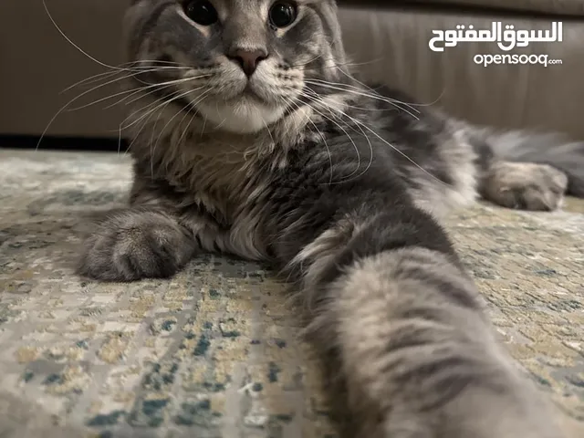قطط ماين كون للبيع