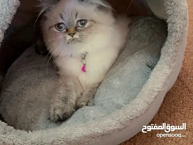 قطه هملايا