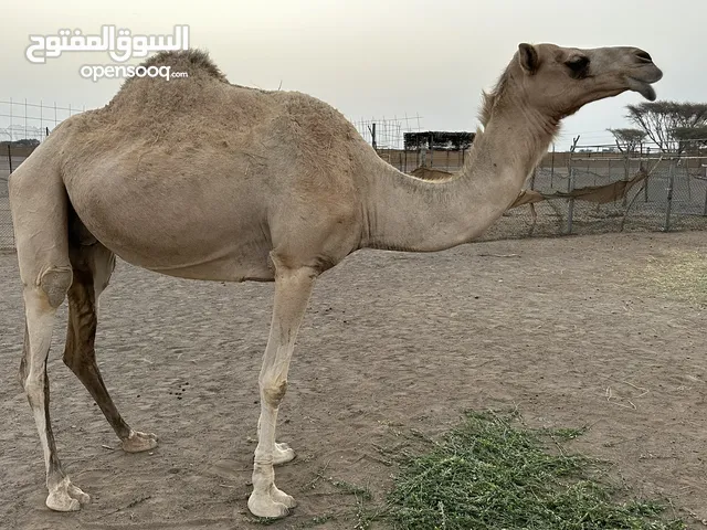 للبيع جمال العدد 2 وحده مطلوب فيها 700 والثانية مطلوب فيها 600