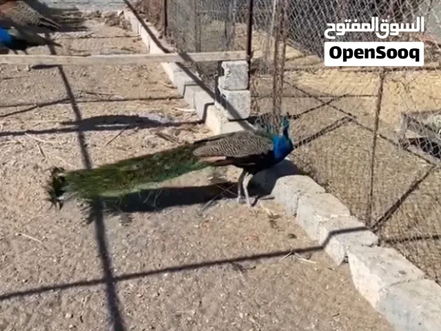طاووس ( ذكور )