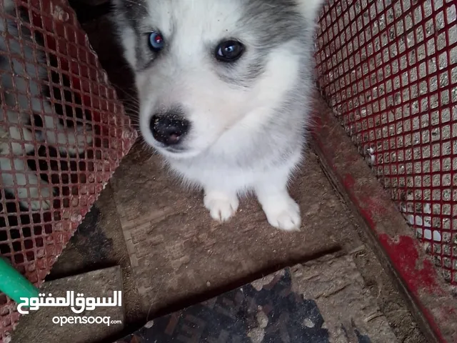 هاسكي عمره شهر ونص للبيع