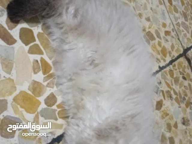 كتن هملايا شهرين جميله جدا