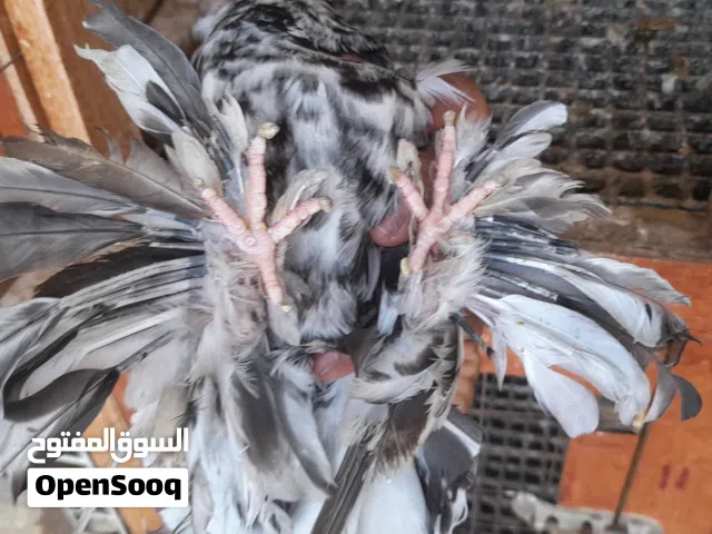 دكر روسي مبروص