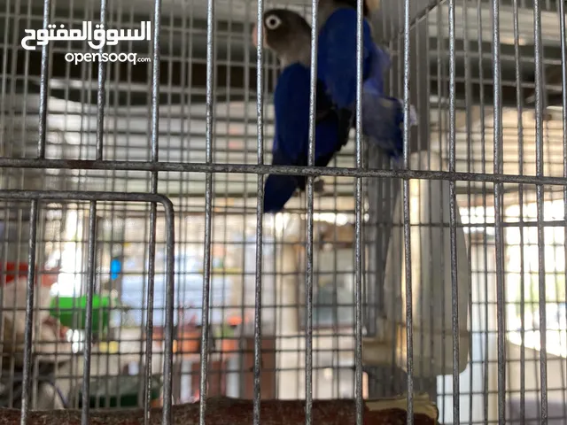 فيشر للبيع