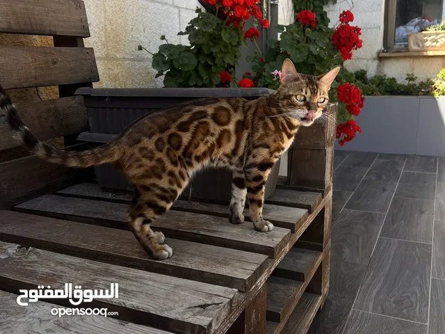 Bengal cat