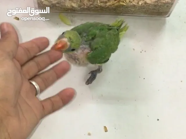 فرخ دره للبيعgreen parrot baby for sale