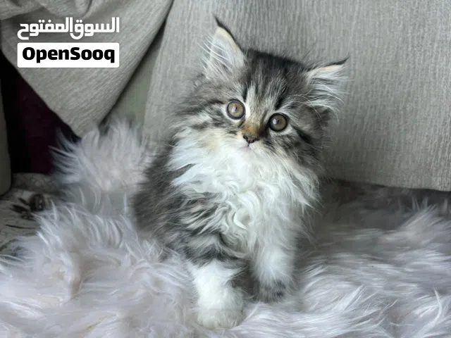 قطط شيرازي ذكور وإناث من عمر شهر ونص لـشهرين صحة ممتازة نظيفين وأليفين