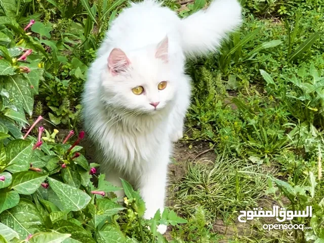 قطة شيرازي عمرها سنه و نص