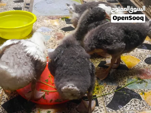 زوج بط عرب مع 5افراخ عمر شهرين ملقحات مال بيت شرط خشنات ونضاف