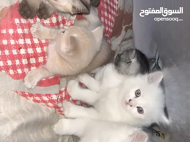 قطط للتبني / مجاني