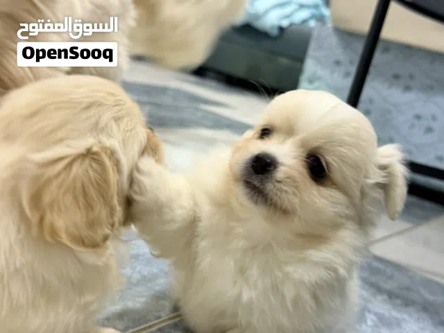 Maltese puppy available