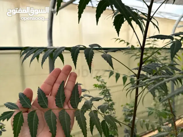 Beautiful Green Leaves for Gardening or Decoration