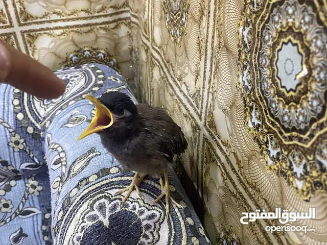 سلام عليكم ورحمة الله وبركاته انتظار مين للبيع السعر مالها 25,000 توصيل ما عندي على ال واتساب