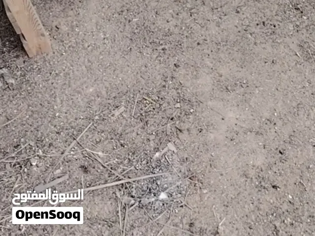 دجاجة مفرخة