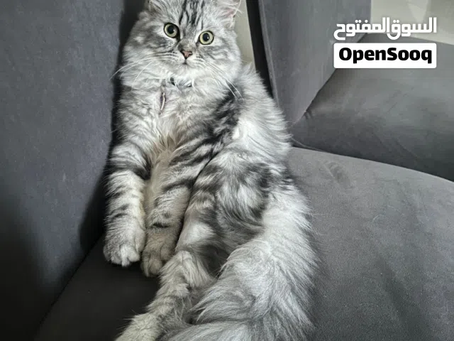 قطط لتبني مجانن