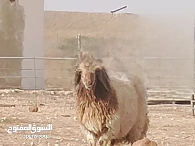 خرفان نخب للبيع