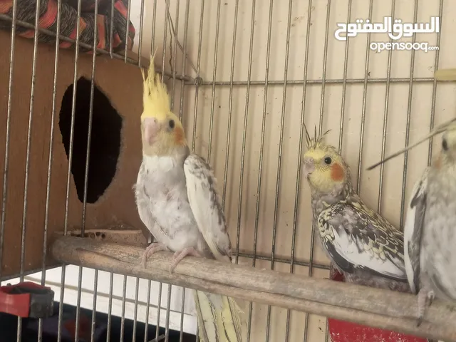 موجود جواز وفراخ كوكتيل شغال ومنتجة وشغل تدريب