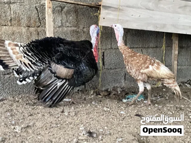 طيور الرومي