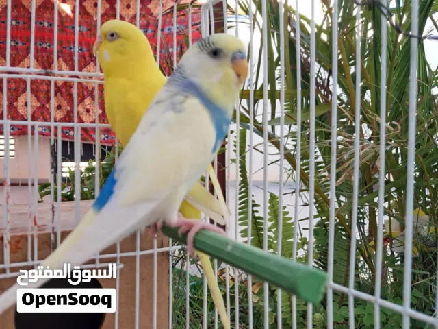 كوبيه بقلينو ريش درجة أولى بيع او تبديل