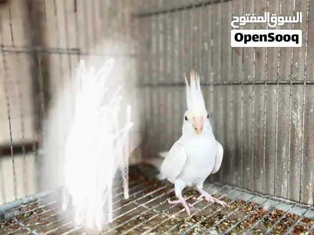 الله يبارك ذكر البينوا عين حمراء