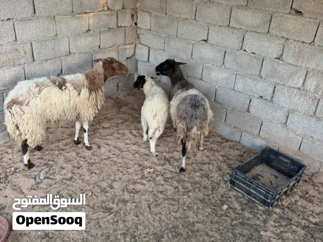 زوز نعجات للبيع