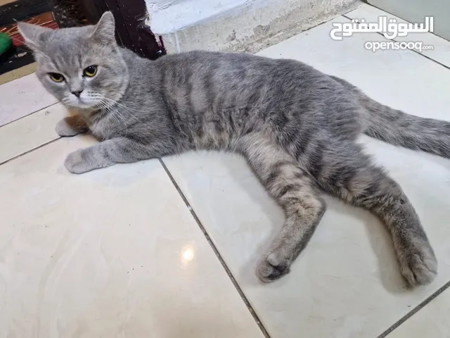 قط برتش عمره سنتين ذكر