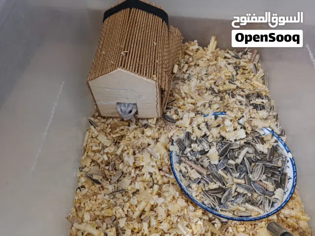 همستر للبيع سعر 180 زوز أبيض وأسود