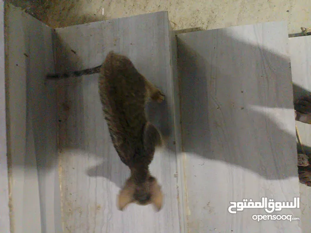 قط أليف وضريف