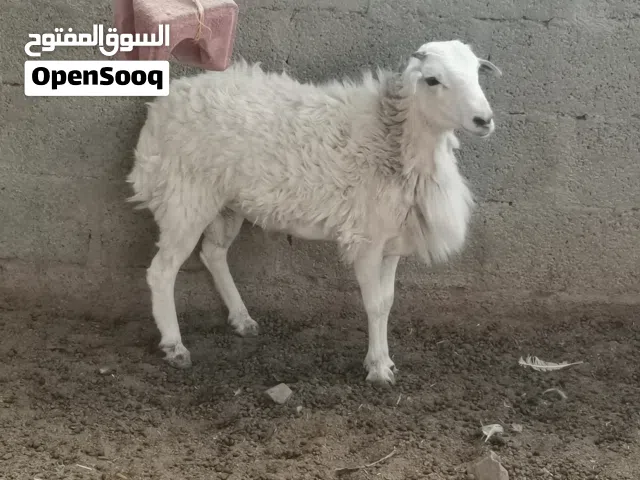 كبش يمني أصل نوع شوير