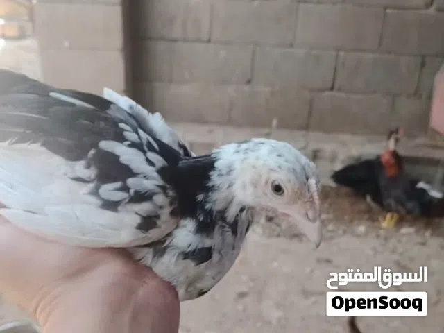 2 دجاجات و ديج ورد الباكله