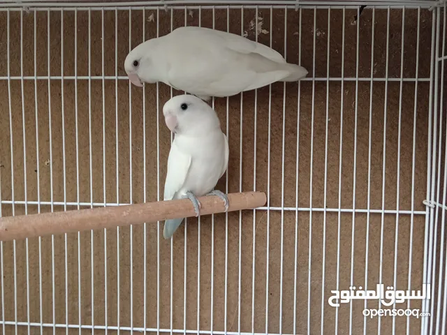 Breeding Pair Lovebirds