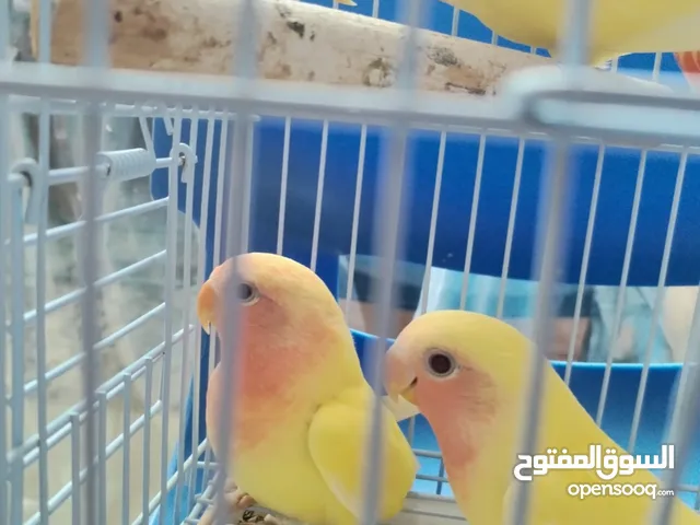 Lutino Lovebird Roseicolli 55 days old فروخ روز لاتينو عمر شهرين