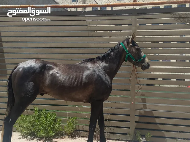 حصان للبيع