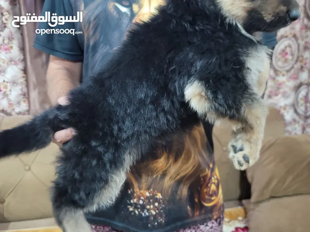 German shepherd king size good and healthy puppy's 40 days only