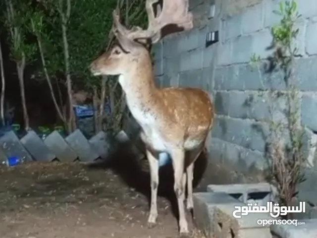 متوفر 2فحل ايل اوروبي.غزال الايل
