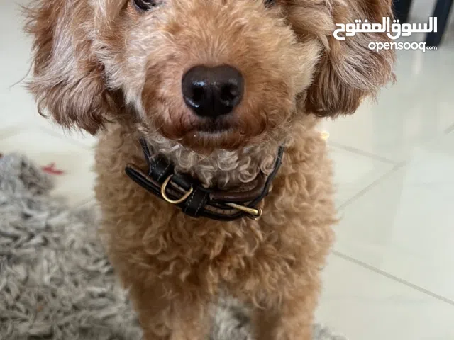 Golden Doodle