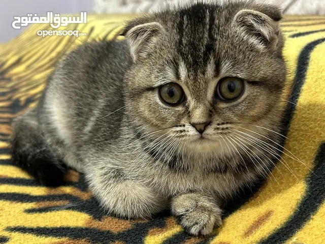 قطط سكوتش فولد ذكر وانثى