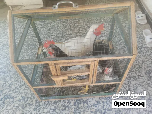 دجاج عرب ذكران وانثى