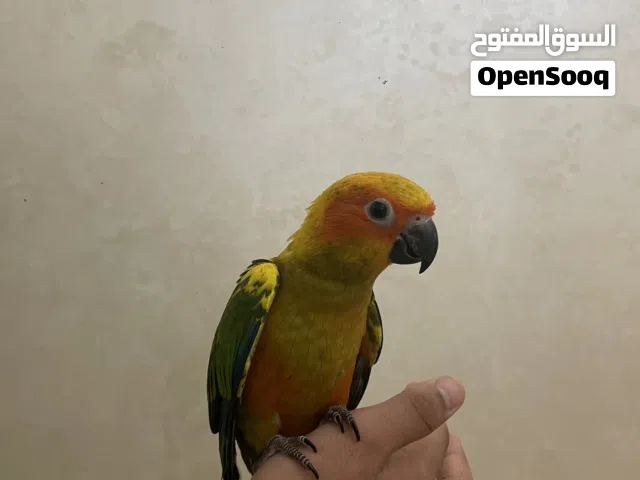 طير مفقود/Missing parrot
