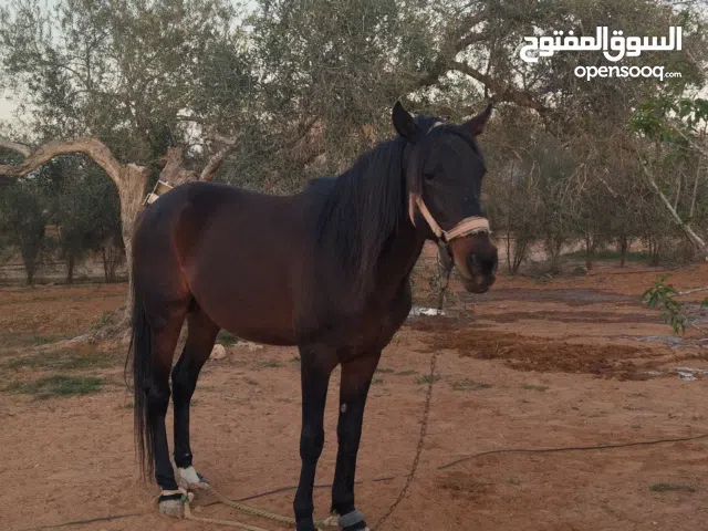 للبيع...  مَا شَاءَ ٱللَّهُ تَبَارَكَ ٱلرَّحْمَنُ، اُذْكُرُوا ٱللَّهَ