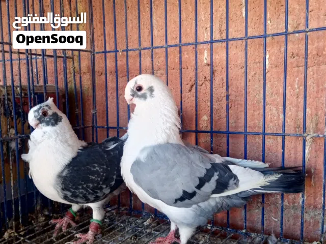 جوز بقدونسي على اصطنبوليه